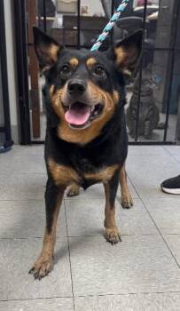 Rug Rat -  Australian Cattle Dog Blue Heeler and Mixed Breed Dog for Adoption in Morristown, New Jersey - Rug Rat | PetCurious