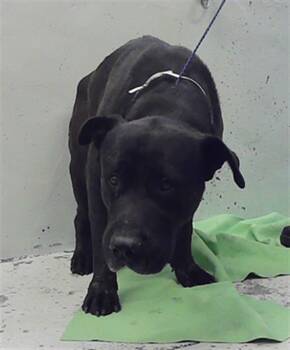 YOKU -  Staffordshire Bull Terrier and Mixed Breed Dog for Adoption in Houston, Texas - YOKU | PetCurious