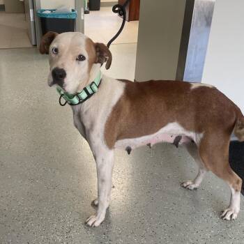 Sally -  Terrier and Mixed Breed Dog for Adoption in Galax, Virginia - Sally | PetCurious