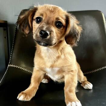 Terrier and Spaniel Dogs Available for Adoption in Minneapolis, Minnesota - Lark | PetCurious