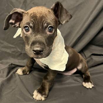 Mixed Breed Dogs Available for Adoption in Canal Winchester, Ohio - Patrick | PetCurious