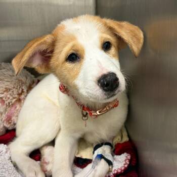 Shepherd and Catahoula Leopard Dog Dogs Available for Adoption in Austin, Texas - Sweet Potato | PetCurious