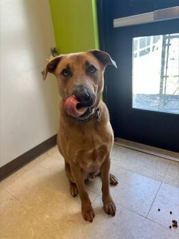 MILO -  German Shepherd Dog Dog for Adoption in Kent, Washington - MILO | PetCurious