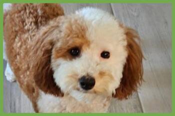 Bunny -  Miniature Poodle Dog for Adoption in Amherst, Massachusetts - Bunny | PetCurious