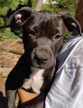 Helena -  Terrier Dog for Adoption in Whitestown, Indiana - Helena | PetCurious