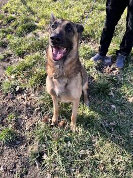 Belgian Shepherd Malinois and German Shepherd Dog Dogs Available for Adoption - Bubba (FKA: Danzig) - Located In WY | PetCurious