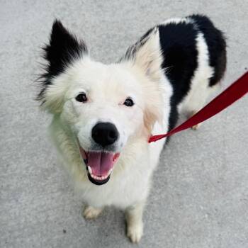 Adelaide -  Australian Shepherd and Mixed Breed Dog for Adoption in Brownsboro, Alabama - Adelaide | PetCurious