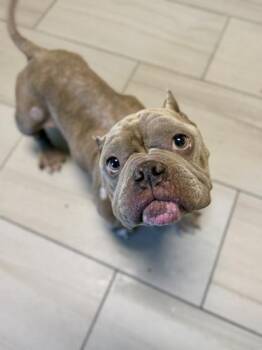 Alfie - 1 -  Mixed Breed Dog for Adoption in Daytona Beach, Florida - Alfie - 1 | PetCurious