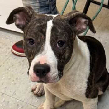 Rescue Terrier Dogs for Adoption in Clarksdale, Mississippi - Jill | PetCurious