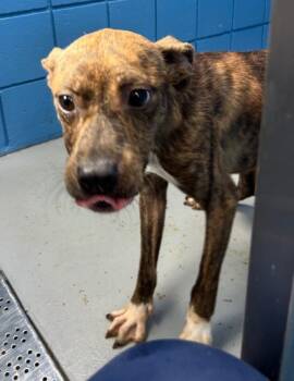 Prince -  Terrier and Labrador Retriever Dog for Adoption in Hartsville, South Carolina - Prince | PetCurious