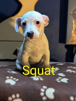 Rescue Chihuahua Dogs for Adoption in Kingsburg, California - Squat | PetCurious