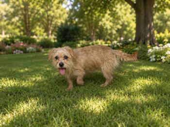 Tofu -  Cairn Terrier Dog for Adoption in Brownstown, Indiana - Tofu | PetCurious