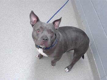 English Bulldog and Staffordshire Bull Terrier Dogs Available for Adoption in Omaha, Nebraska - SHOVEL | PetCurious