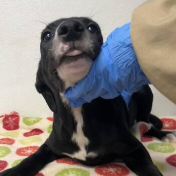 Naruto -  Terrier Dog for Adoption in Belleville, Illinois - Naruto | PetCurious