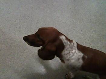 MAISIE -  Basset Hound and Mixed Breed Dog for Adoption in Loveland, Colorado - MAISIE | PetCurious