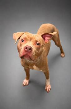 Kane -  Pit Bull Terrier and Mixed Breed Dog for Adoption in Bowling Green, Kentucky - Kane | PetCurious