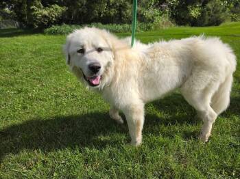 Ghost -  Great Pyrenees Dog for Adoption in Fertile, Minnesota - Ghost | PetCurious