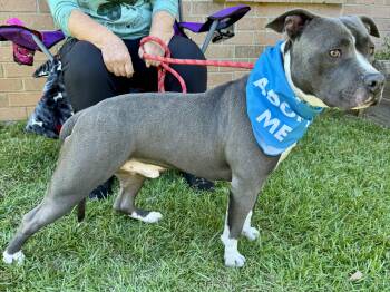 Rescue Pit Bull Terrier and Staffordshire Bull Terrier Dogs for Adoption - PICKLES!  From A Chain To THIS!!!! | PetCurious