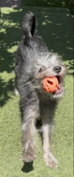 Mixed Breed Dogs Available for Adoption in San Diego, California - Shelly | PetCurious