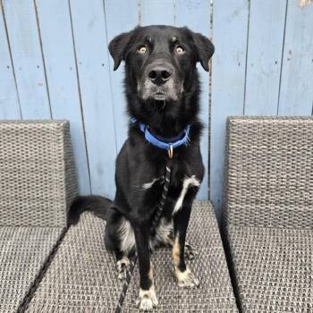 Sugar Bear -  Husky and Border Collie Dog for Adoption in Chicago, Illinois - Sugar Bear | PetCurious
