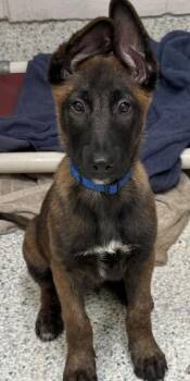 Odin -  Belgian Shepherd Malinois and Mixed Breed Dog for Adoption in Morton Grove, Illinois - Odin | PetCurious