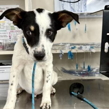 Rescue Australian Cattle Dog Blue Heeler and Retriever Dogs for Adoption in Livingston, Texas - Jaxson | PetCurious