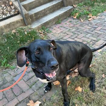 Niko -  Great Dane Dog for Adoption in Saint Joseph, Missouri - Niko | PetCurious