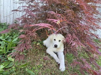 Rescue Great Pyrenees Dogs for Adoption in Bountiful, Utah - Cher | PetCurious