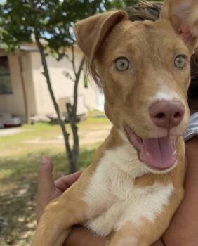 Rescue Mixed Breed Dogs for Adoption in Longview, Texas - Poppy | PetCurious