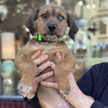 Brilliant -  Mixed Breed Dog for Adoption in San Francisco, California - Brilliant | PetCurious
