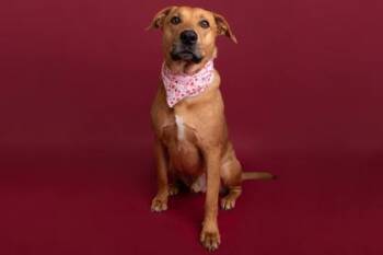 Retriever and Black Mouth Cur Dogs Available for Adoption - Mozarella | PetCurious