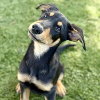 Rescue Doberman Pinscher and German Shepherd Dog Dogs for Adoption in Red Bluff, California - Orlando | PetCurious