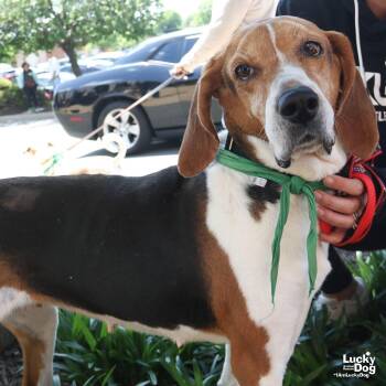 Treeing Walker Coonhound Dogs Available for Adoption in Washington, District Of Columbia - Lady Bird | PetCurious