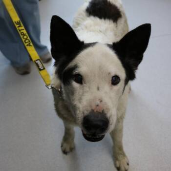 Buddy -  Australian Cattle Dog Blue Heeler Dog for Adoption in La Grande, Oregon - Buddy | PetCurious