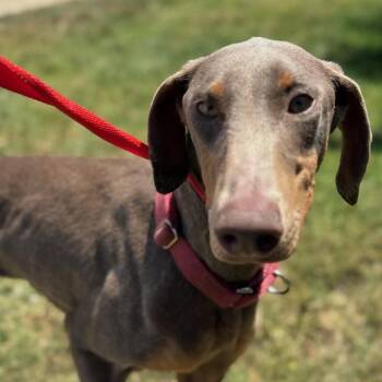 Doberman Pinscher Dogs Available for Adoption in San Diego, California - Penelope | PetCurious