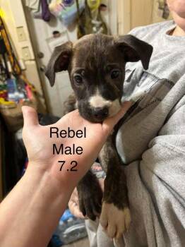 Johnson Rs : Rebel -  Boxer and Australian Shepherd Dog for Adoption in Aurora, Indiana - Johnson Rs : Rebel | PetCurious