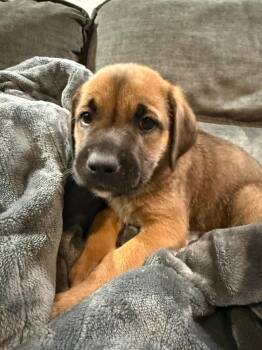 Kiwi -  Mixed Breed Dog for Adoption in Lindenhurst, New York - Kiwi | PetCurious