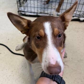 Chip 6703 -  Smooth Collie Dog for Adoption in Loxahatchee Groves, Florida - Chip 6703 | PetCurious