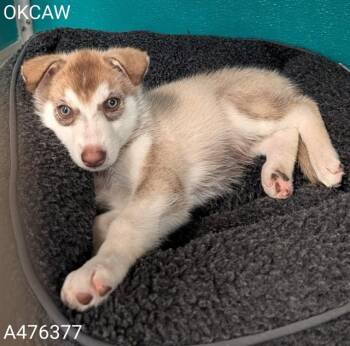 A476377 -  Siberian Husky Dog for Adoption in Oklahoma City, Oklahoma - A476377 | PetCurious