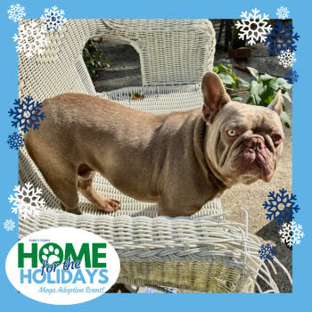 Rescue French Bulldog Dogs for Adoption in Cincinnati, Ohio - Mortimor | PetCurious