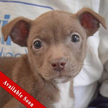 Chihuahua and Dachshund Dogs Available for Adoption - Mudd | PetCurious