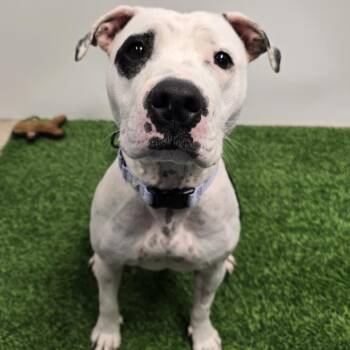 Rescue Pit Bull Terrier Dogs for Adoption in Columbia, Missouri - Starlit | PetCurious