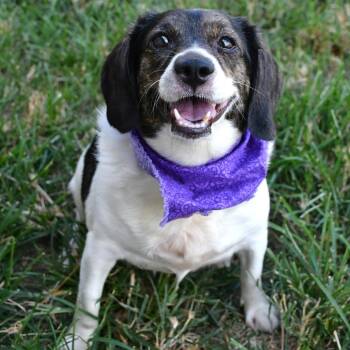 Trudy -  Beagle Dog for Adoption in Beaumont, Texas - Trudy | PetCurious