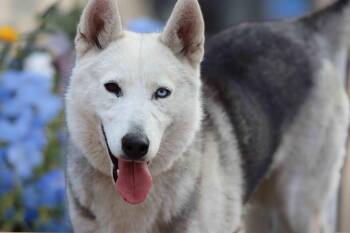 Siberian Husky and Shepherd Dogs Available for Adoption - Frolic | PetCurious