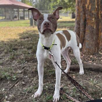 Pita -  Terrier and Mixed Breed Dog for Adoption in Brownsboro, Alabama - Pita | PetCurious