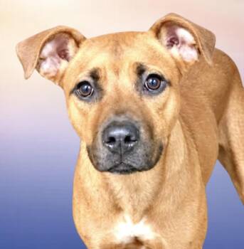 Gertie -  Mixed Breed Dog for Adoption in Westfield, New York - Gertie | PetCurious