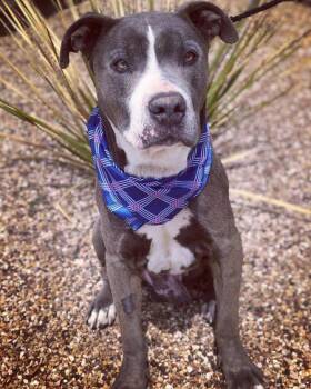 Rescue Pit Bull Terrier Dogs for Adoption in Lubbock, Texas - Rhino | PetCurious