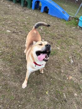 Arrow -  Mixed Breed Dog Available for Adoption in Hyde Park, New York - Arrow | PetCurious