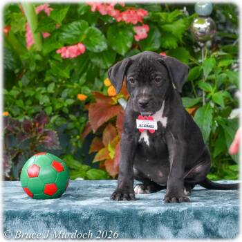 Jacaranda -  Labrador Retriever Dog for Adoption in Wake Forest, North Carolina - Jacaranda | PetCurious