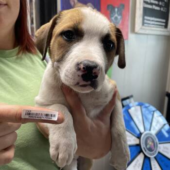 Parallelogram -  Mixed Breed Dog for Adoption in Savannah, Georgia - Parallelogram | PetCurious